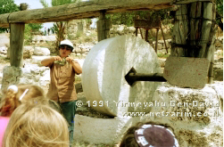 Grain Crushing Mill or Olive Press (Khashmonayim, Neot Kedumin)